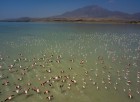 Arin Gölü’nde flamingoların görsel şöleni