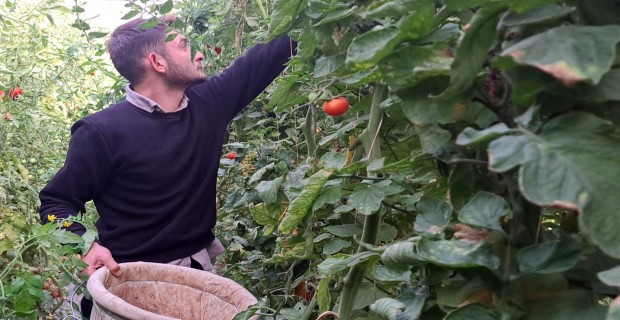 Adilcevaz’daki seralarda domates üretimi devam ediyor
