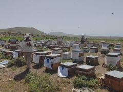 Süphan Dağı’nın eteklerinde üretim yapan arıcılar bu yıl yüksek rekolte bekliyor