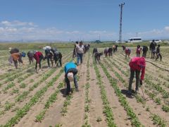 Mevsimlik tarım işçileri ekmek parası için ter döküyor