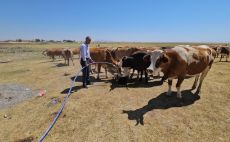 Kuş Cenneti Arin Gölü kurudu: Hayvanlar susuz kaldı