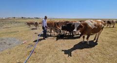 Kuş Cenneti Arin Gölü kurudu: Hayvanlar susuz kaldı