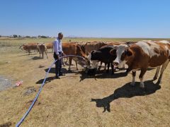 Kuş Cenneti Arin Gölü kurudu: Hayvanlar susuz kaldı