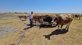 Kuş Cenneti Arin Gölü kurudu: Hayvanlar susuz kaldı