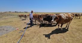 Kuş Cenneti Arin Gölü kurudu: Hayvanlar susuz kaldı