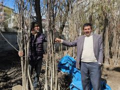 Adilcevaz’dan yurdun dört bir yanına ceviz fidanı