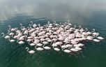 Flamingoların Van Gölü kıyılarında renkli dansı hayranlık uyandırıyor
