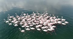 Flamingoların Van Gölü kıyılarında renkli dansı hayranlık uyandırıyor