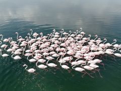 Flamingoların Van Gölü kıyılarında renkli dansı hayranlık uyandırıyor