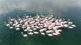 Flamingoların Van Gölü kıyılarında renkli dansı hayranlık uyandırıyor