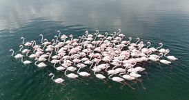 Flamingoların Van Gölü kıyılarında renkli dansı hayranlık uyandırıyor