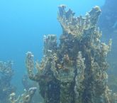 Van Gölü’nde şu ana kadarki en büyük mikrobiyalit görüntülendi