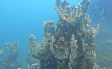 Van Gölü’nde şu ana kadarki en büyük mikrobiyalit görüntülendi