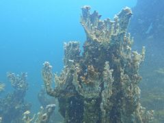 Van Gölü’nde şu ana kadarki en büyük mikrobiyalit görüntülendi