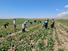 Adilcevaz’da kavurucu sıcakta ekmek mücadelesi