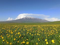 Sütey Yaylası bahar çiçekleriyle renklendi