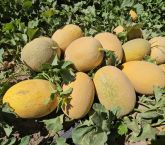 Adilcevaz’da kavun hasadı başladı