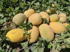 Adilcevaz’da kavun hasadı başladı