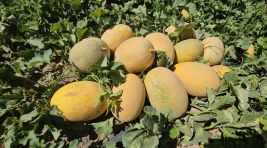 Adilcevaz’da kavun hasadı başladı